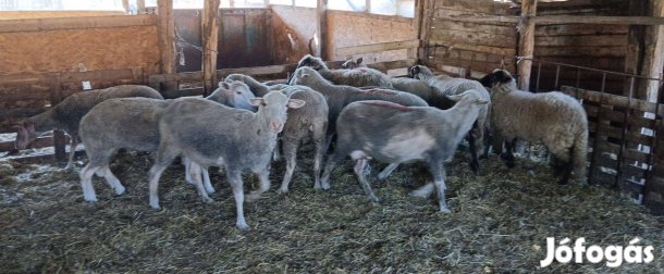 Vágó juh eladó
