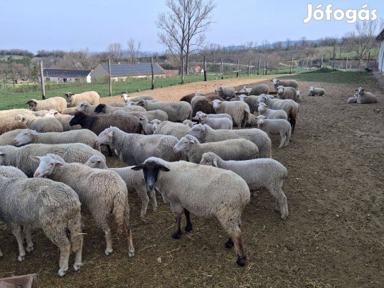 Vágó juh eladó