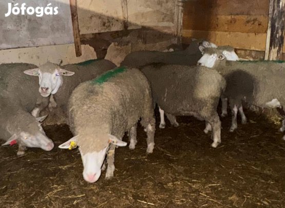 Vágó juhok eladók