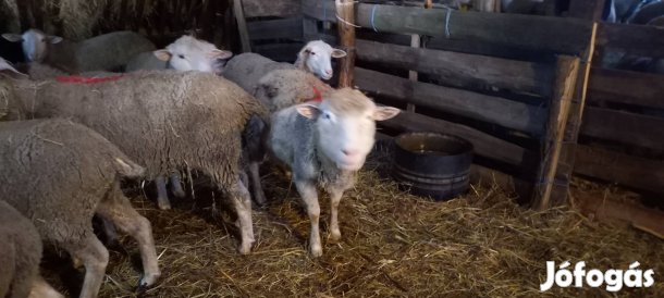 Vágó juhok eladók