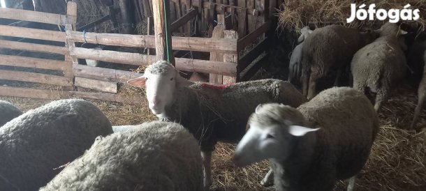 Vágó juhok eladók 
