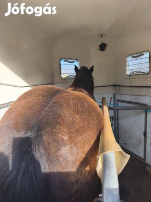 Vágó ló felvásárlás ország egész területén