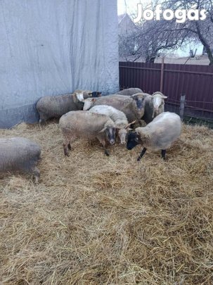 Vágójuh eladó !