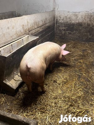 Vágósertés eladó