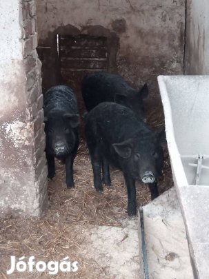 Választásí Malacok