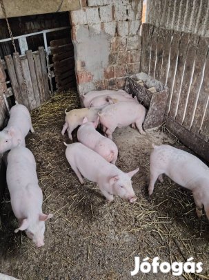 Választási Malacok 