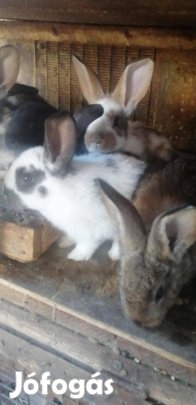 Választási Nyulak Eladók