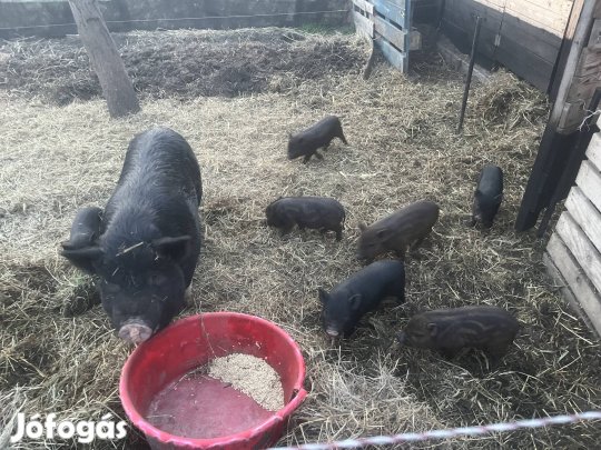 Választási  mix malacok.