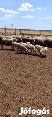 Választási bárány