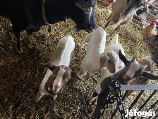 Választási kecske gidák