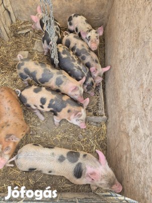Választási kismalac eladó