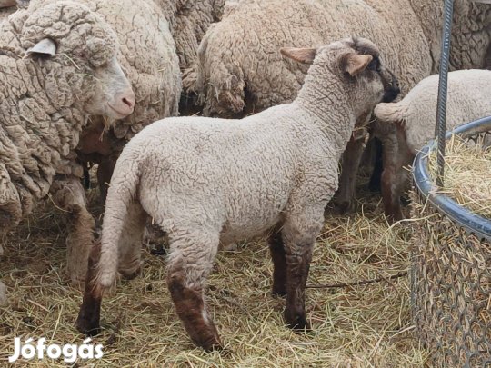 Választási kos bárány Suffolk "A" minősítésű kostól