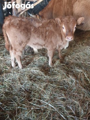 Választási limusin bika eladó. 