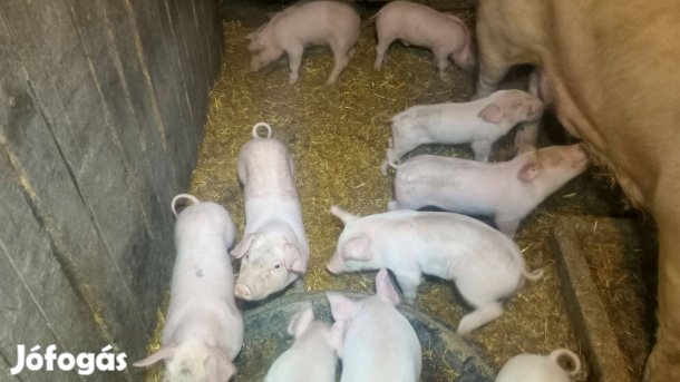 Választási malac Eladók