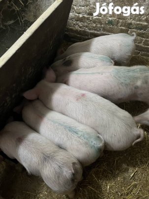 Választási malac !