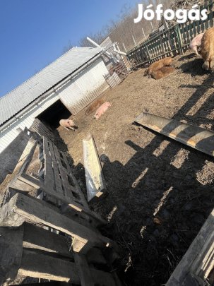 Választási malac, süldők eladó 