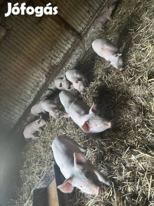 Választási malac eladó csere hízó