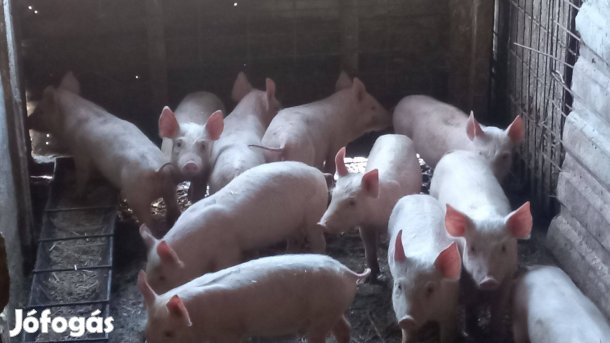 Választási malac eladók