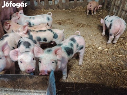 Választási malac elérhető áprilistól