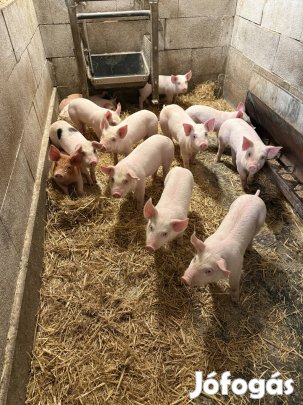 Választási malacok