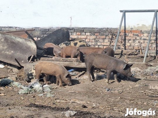 Választási malacok