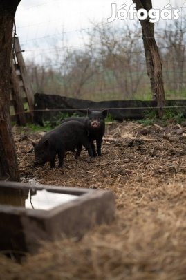 Választási malacok