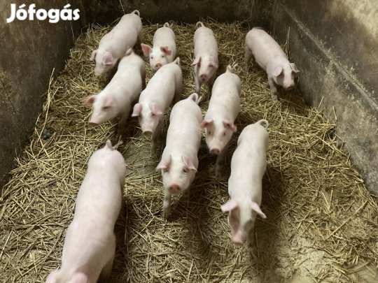 Választási malacok