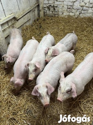 Választási malacok