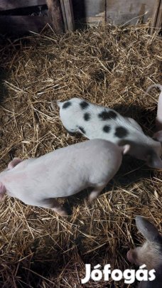 Választási malacok