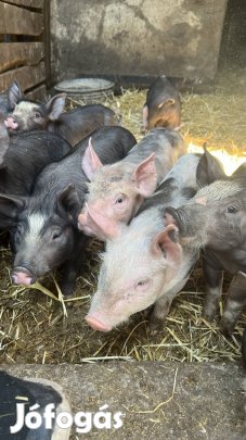 Választási malacok