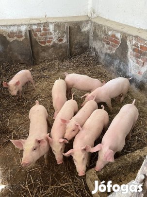 Választási malacok