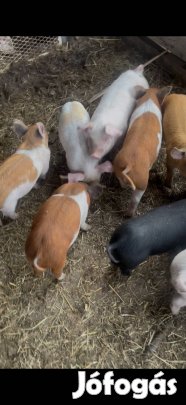 Választási malacok Cegléd