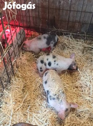 Választási malacok, 40 -50 kgos süldők! 