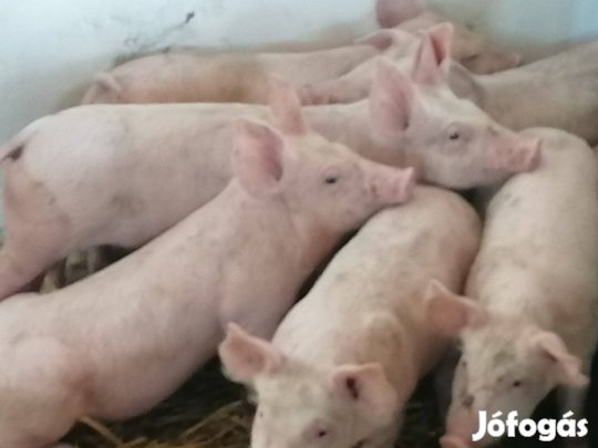 Valasztasi malacok eladok!26000ft