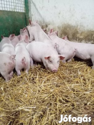 Valasztasi malacok eladok!26000ft