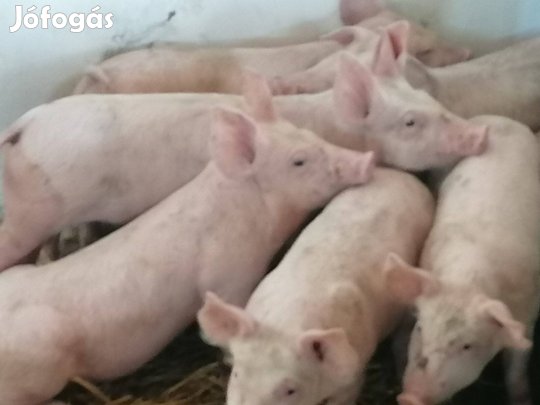 Valasztasi malacok eladok 26000ft