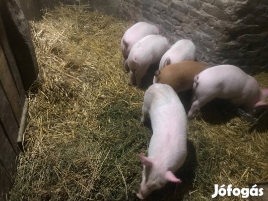Választási malacok eladok
