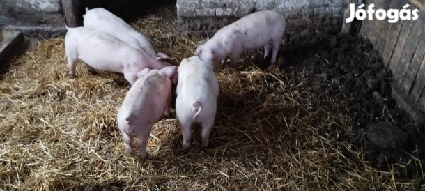 Választási malacok eladók