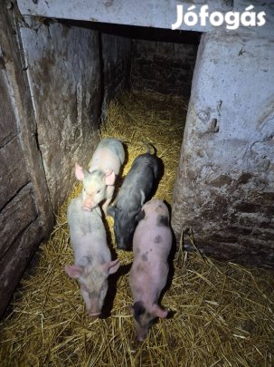 Választási malacok eladók