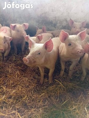 Valasztasi malacok eladok! 26000ft