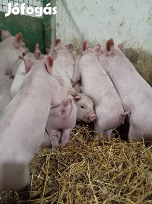 Valasztasi malacok eladok! 26000ft