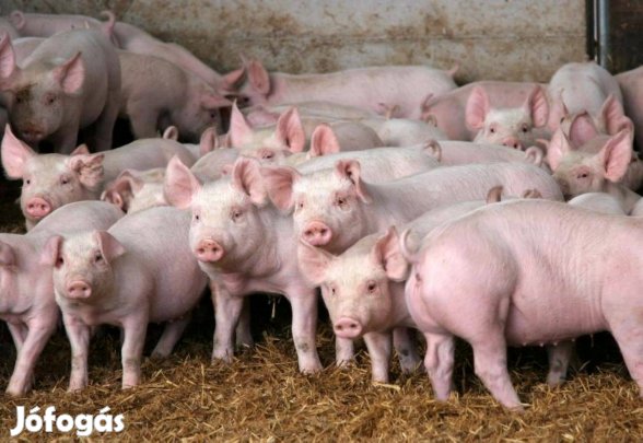Választási malacok eladók - Balatonboglár