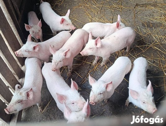 Választási malacok saját tenyészetből eladók