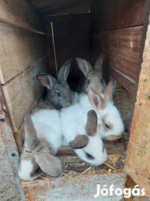 Választási nyúl,Húsvéti nyúl