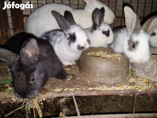 Választási nyúl  eladó. 