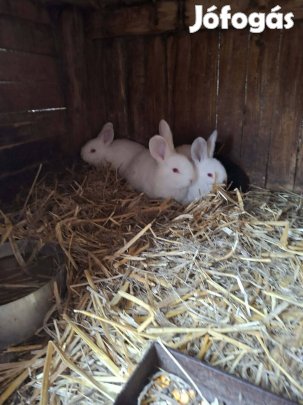 Választási nyúl, nyulak