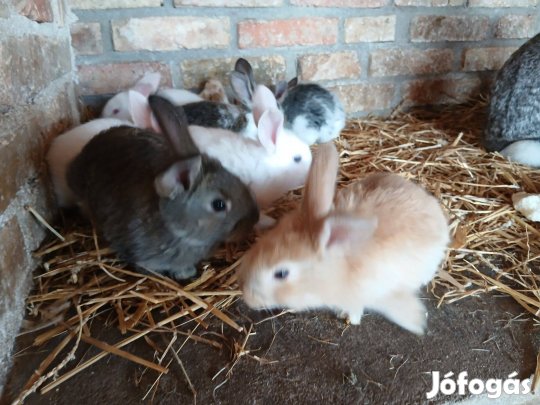 Választási nyúl, nyuszi eladó Sülysápon