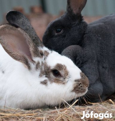 Választási nyúl nyulak Orosháza