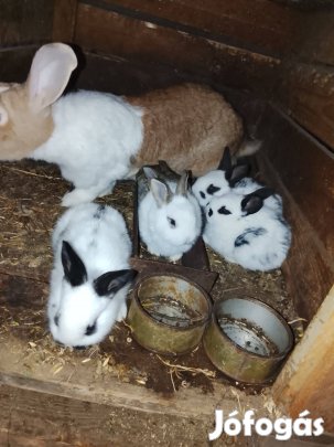 Választási nyúlak eladók