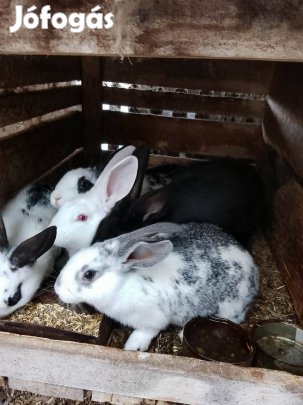 Választási nyúlak eladók
